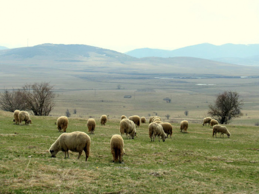 Mirna ispaša ovaca na Pešteru
