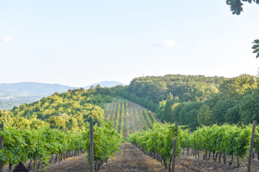 Oplenački vinogradi