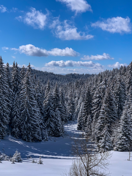 Gusti četinari - Zlatarska fabrika vazduha.