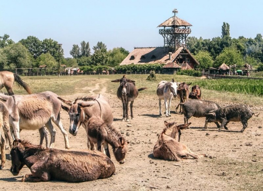 Sepski safari na Zasavici